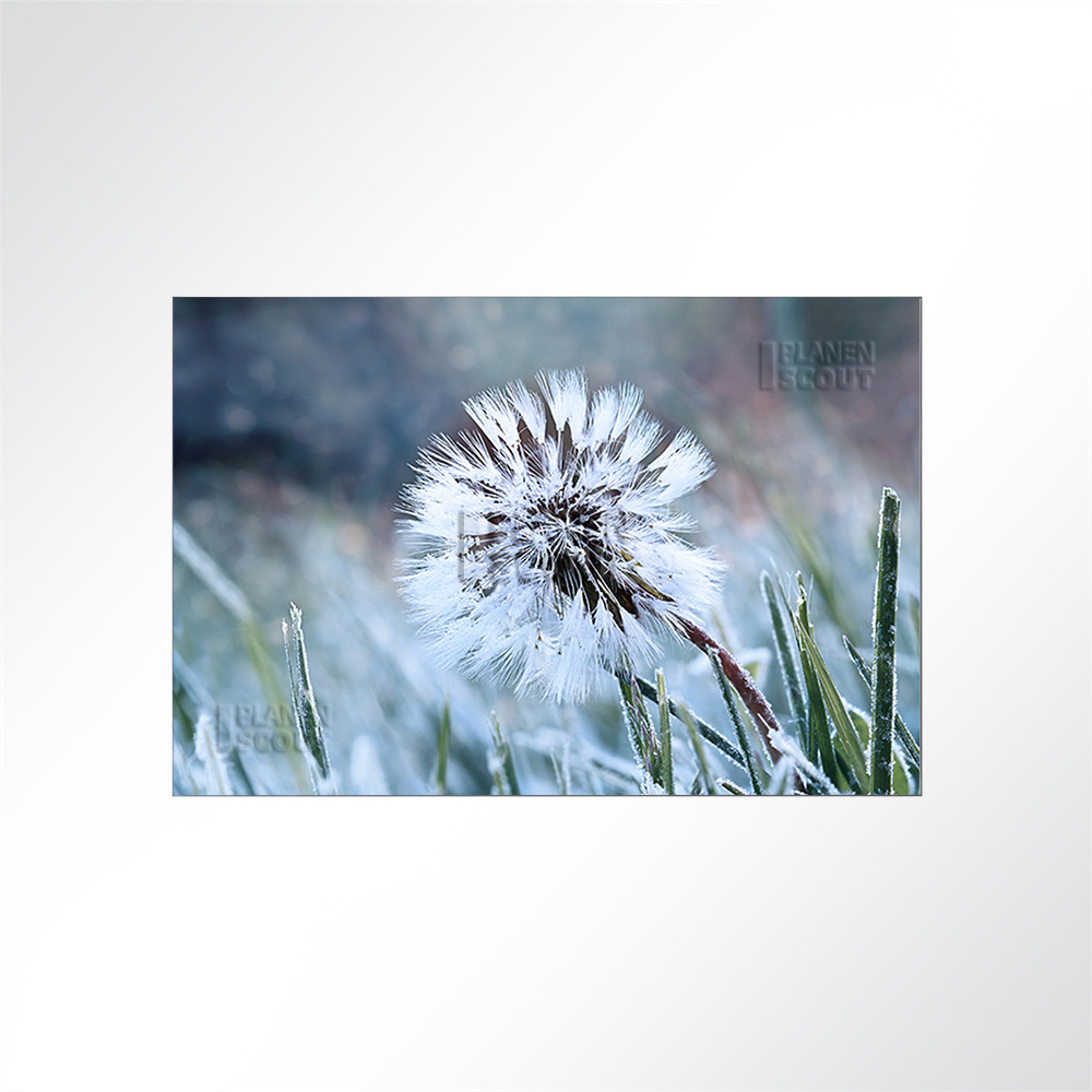 Artikelbild Absorberbild - Löwenzahn im Frost 50x50x5,5cm