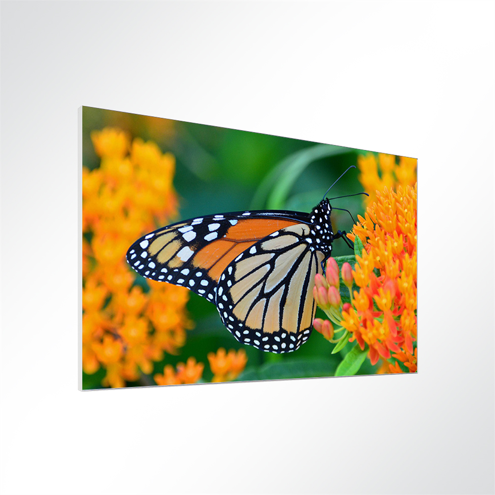 Artikelbild Absorberbild - Schmetterling im Blütenrausch 50x50x5,5cm