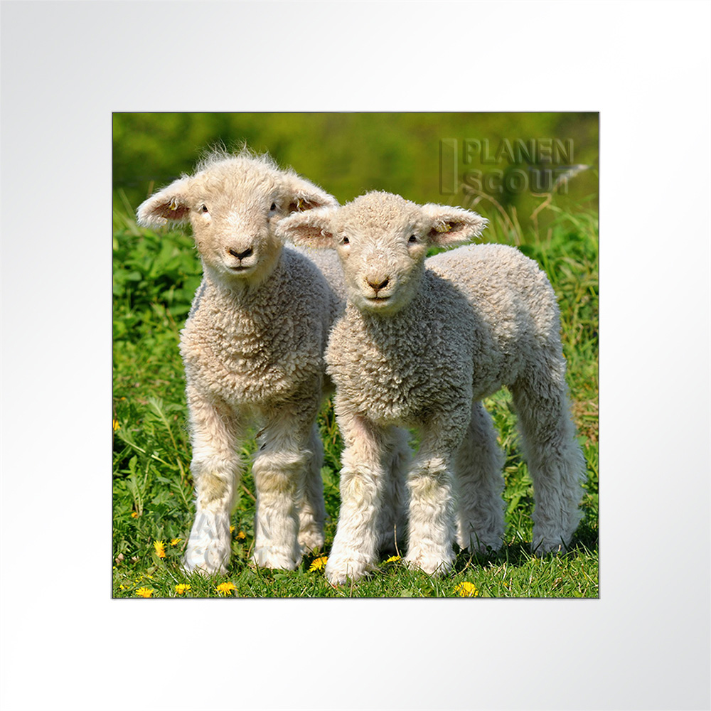 Artikelbild Absorberbild - Schäfchenzählen 50x50x5,5cm