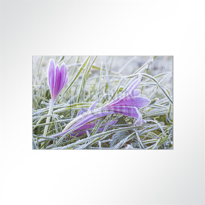 Akustikbild - Safranblüte im Frost