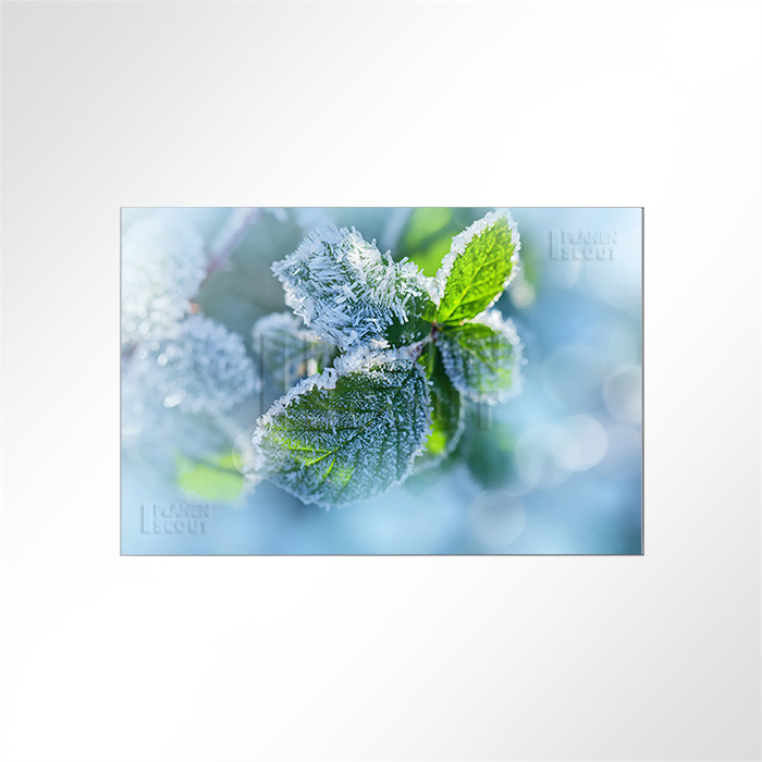 Akustikbild - Kräuter im Frost