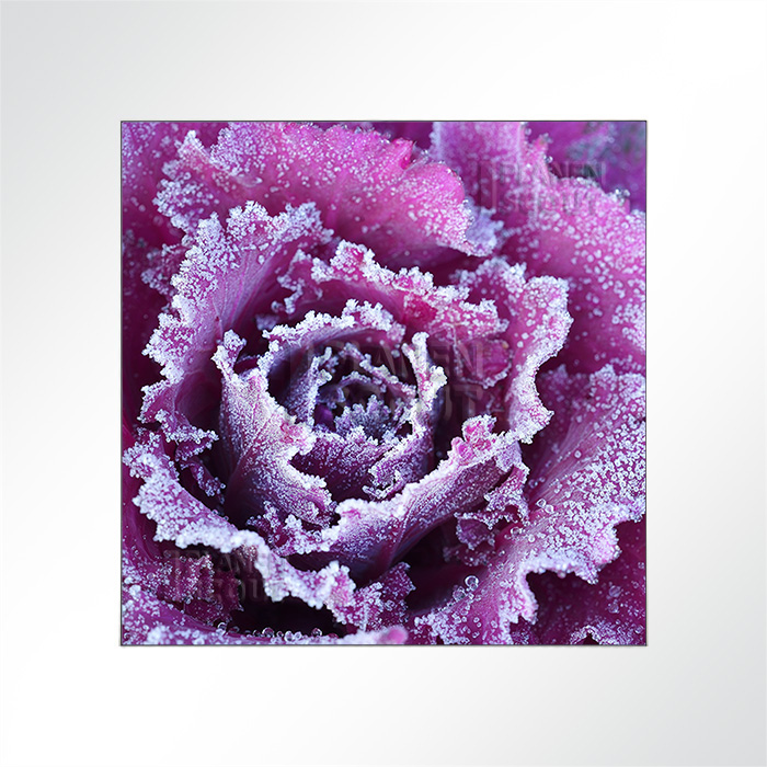 Akustikbild - Blüten im Frost