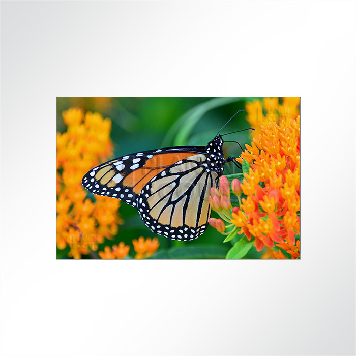 Akustikbild - Schmetterling im Blütenrausch