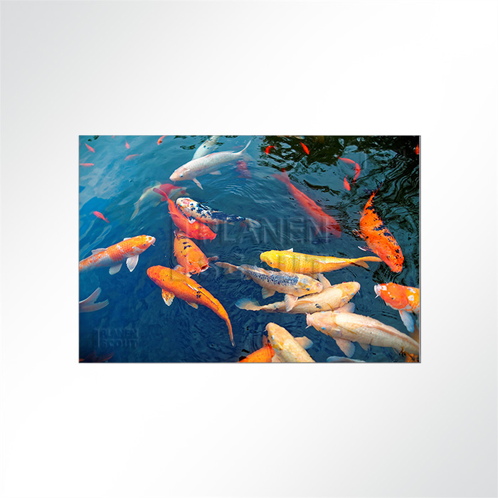 Akustikbild - Koi Fütterung