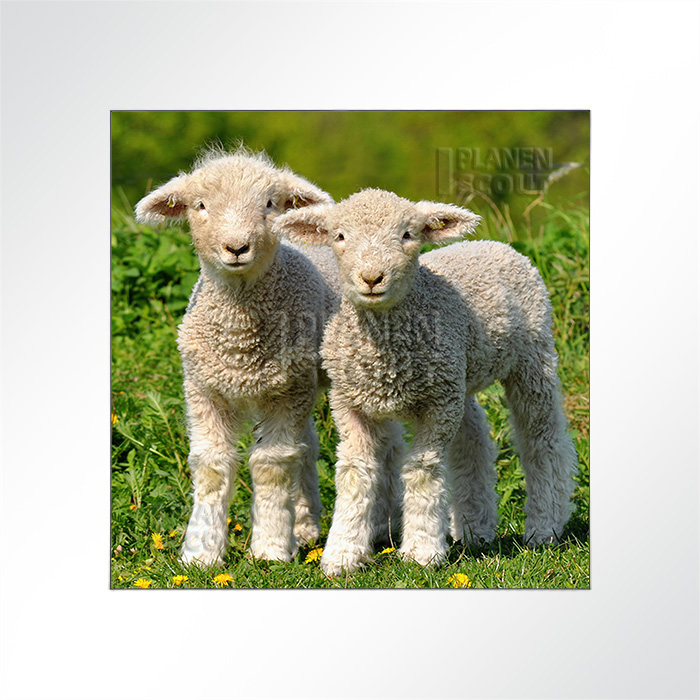 Akustikbild - Schäfchenzählen hilft beim Einschlafen!