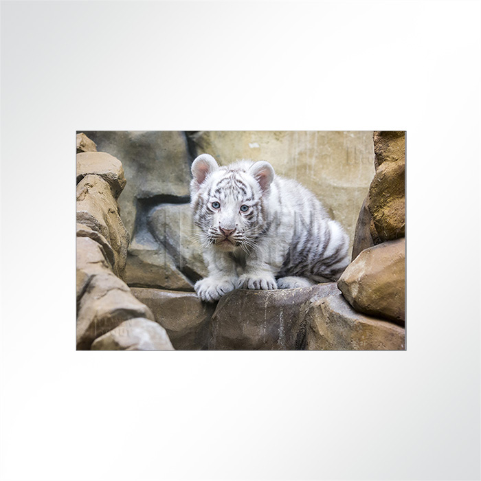 Akustikbild - So süß ist ein Leoparden-Baby