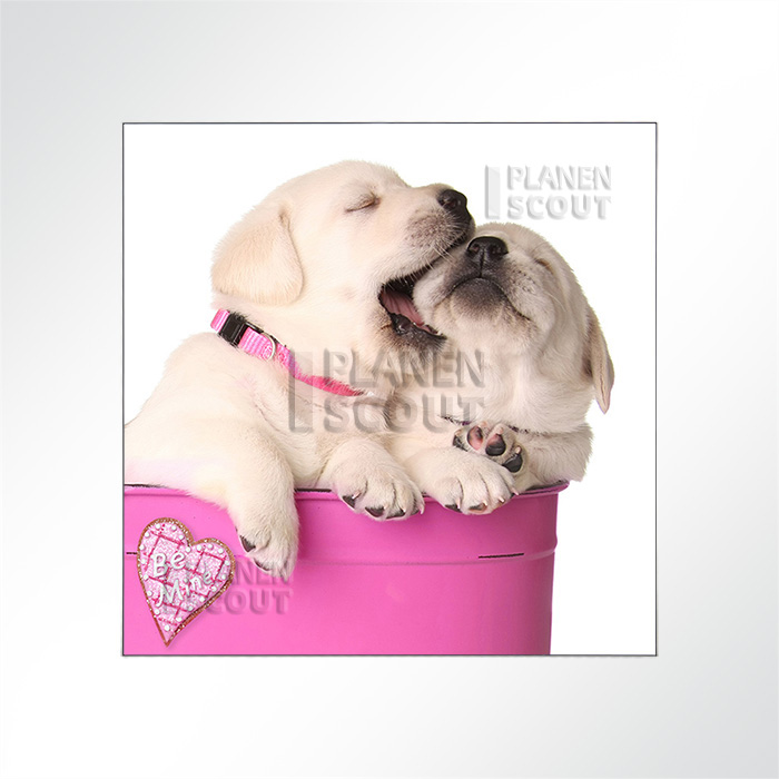 Akustikbild Hundebabys - Knuffig und süß!